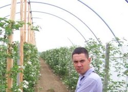 Ожина в плівковому тунелі – перспективна для Криму, вважає головний агроном Кримської фруктової компанії Олександр Євсєєв
